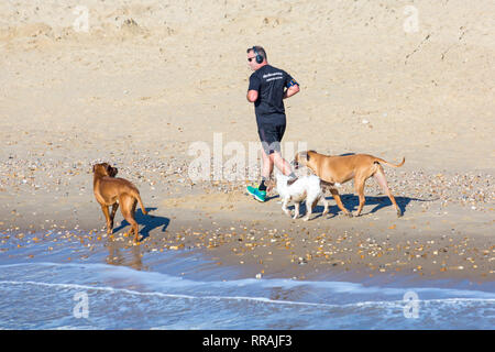 Bournemouth, Dorset, UK. 25th Feb, 2019. UK weather: another lovely warm sunny day at Bournemouth as visitors enjoy the sunshine at the beach on the hottest day of the year so far and hottest February day ever. Man running along seashore with dogs. Credit: Carolyn Jenkins/Alamy Live News Stock Photo