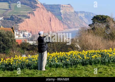 Sidmouth, Devon, UK.  25th February 2019. UK Weather.  A man enjoying the spring like sunshine as he photographs the daffodils next to the south west coast path at Sidmouth in Devon which are in full bloom as the unseasonably warm weather continues.   Picture Credit: Graham Hunt/Alamy Live News