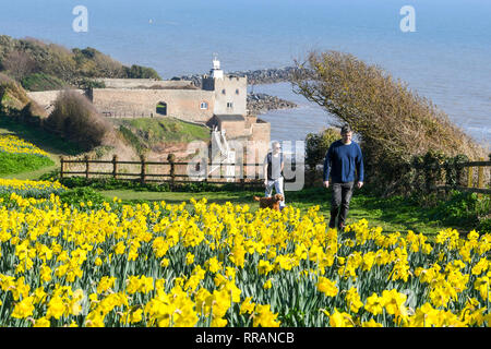 Sidmouth, Devon, UK.  25th February 2019. UK Weather.  Walkers enjoying the spring like sunshine as the stroll past the daffodils next to the south west coast path at Sidmouth in Devon which are in full bloom as the unseasonably warm weather continues.   Picture Credit: Graham Hunt/Alamy Live News