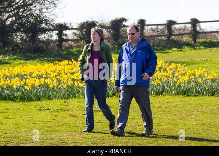 Sidmouth, Devon, UK.  25th February 2019. UK Weather.  Walkers enjoying the spring like sunshine as the stroll past the daffodils next to the south west coast path at Sidmouth in Devon which are in full bloom as the unseasonably warm weather continues.   Picture Credit: Graham Hunt/Alamy Live News