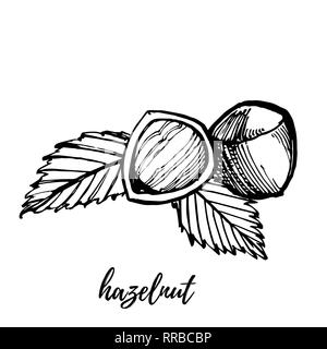 Hazelnuts sketch illustrations. Hand drawn illustrations isolated on white background. Stock Photo