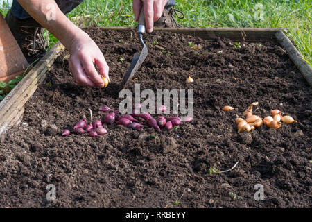 Man planting onion sets with trowel in ground Stock Photo