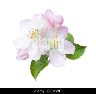 Closeup of blooming apple flowers  isolated on white. Stock Photo