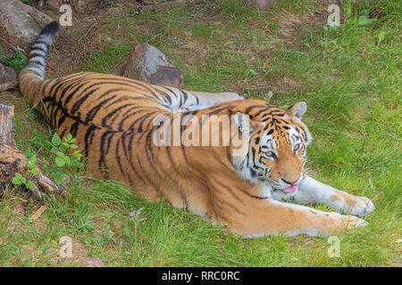 Siberian tiger resting in the grass and looking at the camera Stock Photo