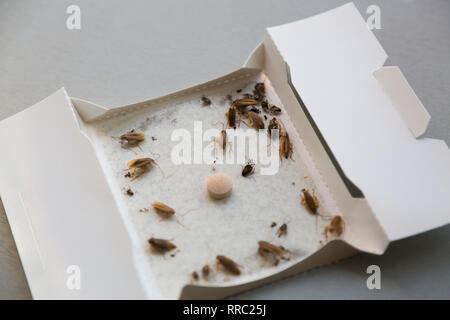 https://l450v.alamy.com/450v/rrc25j/cockroaches-at-home-in-an-insect-sticky-trap-rrc25j.jpg