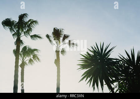 Silhouette of palm trees against backlight with blue sky background, copy space free area. Stock Photo