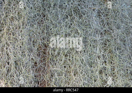 Tillandsia Usneoides Spanish Moss Airplant capable of absorbing ambient humidity without roots background Stock Photo