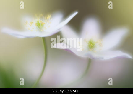 Two white wood anemones wild flowers. Beautiful soft focus images an artistic view on a pair of spring wildflowers. Anemone nemerosa. Stock Photo