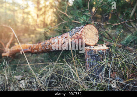 felled pine tree in the woods Stock Photo
