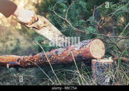 lumberjack cutting tree trunk with hand saw in forest Stock Photo