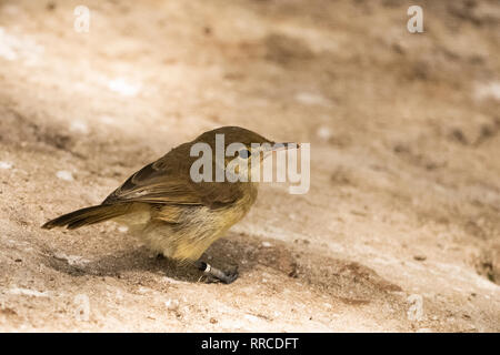 The Seychelles warbler (Acrocephalus sechellensis), also known as Seychelles brush warbler, is a small songbird found on five granitic and corraline i Stock Photo