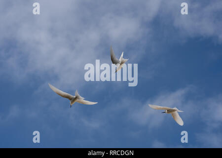 White tern or White Fairy Tern (Gygis alba) in flight, Photographed on Cousin Island, in the Seychelles, a group of islands north of Madagascar in the Stock Photo