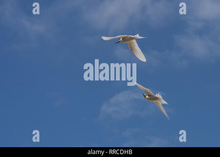 White tern or White Fairy Tern (Gygis alba) in flight, Photographed on Cousin Island, in the Seychelles, a group of islands north of Madagascar in the Stock Photo