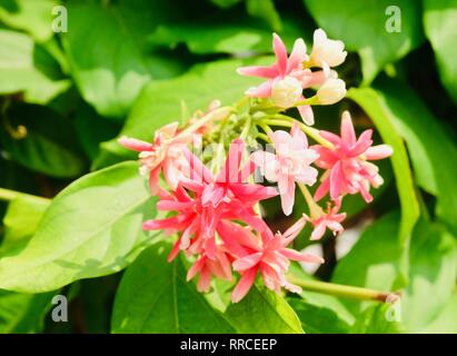 The Bunch of Beautiful Red Rangoon Creeper, Chinese Honeysuckle or Combretum Indicum Flowers with Green Leaves on Tree. Stock Photo