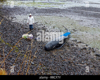 Stranded pilot whale beached at the northern tip of New Zealand's South Island, Near Blenheim, being cared for by marine conservation volunteers Stock Photo
