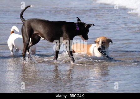 Three playful dogs playing and fighting on a beach Stock Photo - Alamy