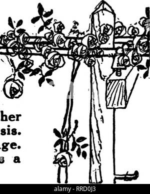 . Florists' review [microform]. Floriculture. Telegraph DeliveryU^ Department' THE florists whose cards appear in the Pink Part of The Florists' Review are prepared to fill orders from other florists, for local delivery, on the usual basis. See index by towns on the following page. If your city is not represented, there is a specially good opportunity for you.. Please note that these images are extracted from scanned page images that may have been digitally enhanced for readability - coloration and appearance of these illustrations may not perfectly resemble the original work.. Chicago : Flori