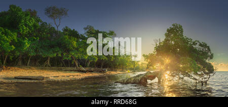 Tropical tree over the water and sand coast of Borneo beach at sunset Stock Photo