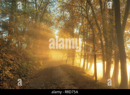 Street with Trees in Autumn - Evening Sun Rays shining through the Trees Stock Photo