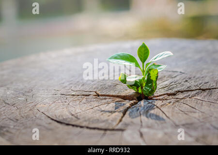 A strong seedling growing in the center trunk of cut stumps. tree ,Concept of support building a future focus on new life Stock Photo