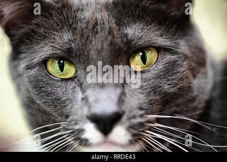 portrait of a thoroughbred grey tabby cat with white patch on chest with yellow green eyes Stock Photo