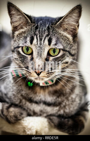 portrait of a thoroughbred grey and brown striped tabby cat with yellow green eyes Stock Photo