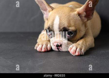 Cute french bulldog puppy sleep on black stone background, Pet animal concept Stock Photo