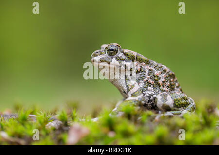 Green toad Bufotes viridis, also Pseudepidalea or Bufo in Czech Republic Stock Photo