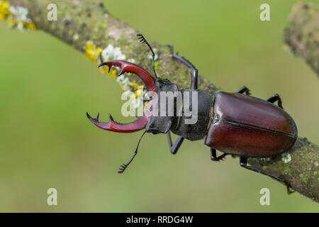 The stag beetle Lucanus cervus in Czech Republic Stock Photo