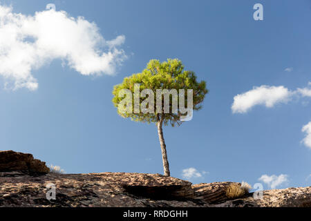 From below of one small green tree growing on top on rough rocky cliff under blue sky in sunshine, Spain Stock Photo