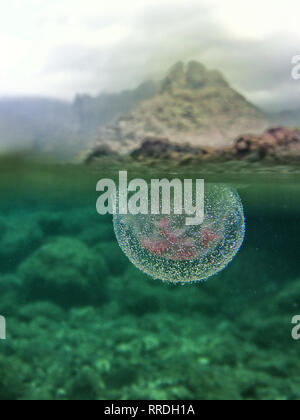 Closeup of transparent jellyfish in bubbles flowing under surface of clear water in wild nature Stock Photo