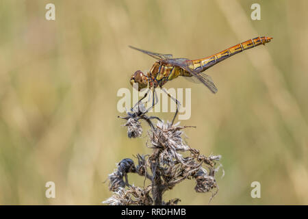 The European yellow dragonfly sitting on stig Stock Photo