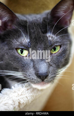 portrait of a thoroughbred grey tabby cat with white patch on chest with yellow green eyes Stock Photo
