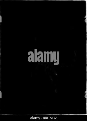 Vermine Black and White Stock Photos & Images - Page 3 - Alamy