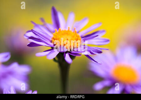 botany, blue alpine daisy, Aster alpinus, Switzerland, Additional-Rights-Clearance-Info-Not-Available Stock Photo
