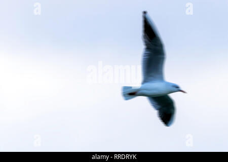 Abstract of seagull fly Stock Photo