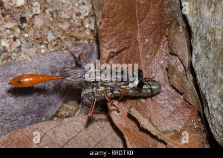 Thread-waisted Wasp, Ammophila sp., hauling paralyzed Owlet Moth, Family Noctuidae, larva Stock Photo