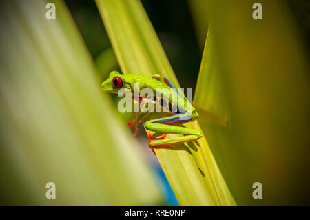 A red eyed tree frog (Agalychnis callidryas) in hiding between banana leaves inside Tortuguero national park in Costa Rica, Central America. Stock Photo