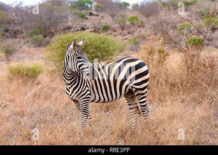 View of a zebra standing in a savanna among shrubs in Tsavo African National Park in Kenya Stock Photo