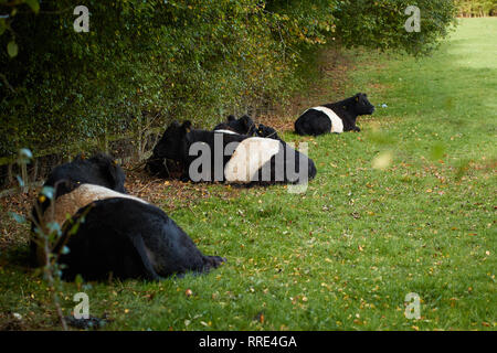 Belted Galloway cattle at rest in a field. South Yorkshire, England, United Kingdom, Europe Stock Photo