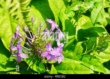 Beautiful Flower, Group of Fresh Violet Ixora or Pseuderanthemum Andersonii Lindau Flowers with Green Leaves on Tree in A Garden. Stock Photo