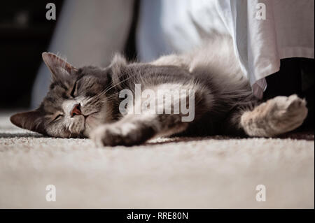 Sleepy fluffy grey cat Stock Photo