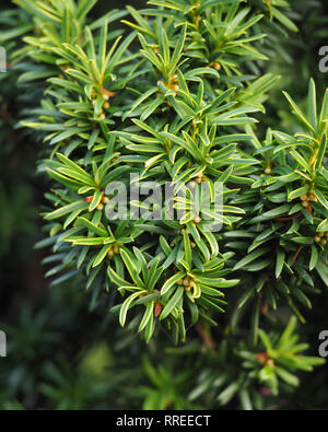 Close up of Irish Yew leaves (Taxus baccata 'fastigiata'). Tipperary, Ireland Stock Photo