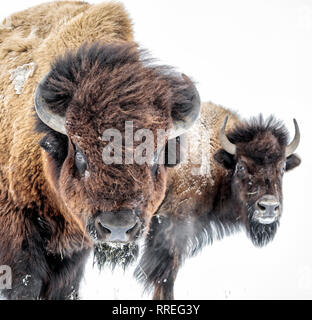 Plains Bison, bull, or Buffalo, (Bison bison bison) in winter, Manitoba, Canada. Stock Photo