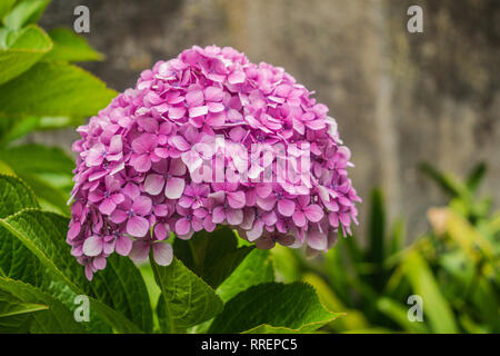Hydrangea macrophylla, pink flower with green leaves and aged cement wall background Stock Photo