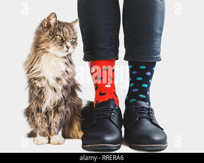 Charming kitten, office manager, stylish shoes, blue pants and bright, colorful socks on a white, isolated background. Close-up. Lifestyle, fashion, e Stock Photo