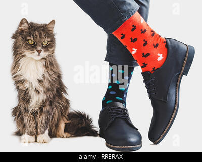 Charming kitten, office manager, stylish shoes, blue pants and bright, colorful socks on a white, isolated background. Close-up. Lifestyle, fashion, e Stock Photo