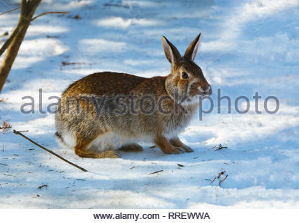 Cottontail Rabbit in the snow, winter near Flagstaff, Arizona, USA ...