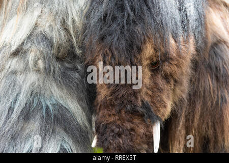 MOSCOW, August 13, 2018: Life-size mockup of a prehistoric mammoth animal on display in Moscow Garden Ring boulevard during Time and Epochs festival Stock Photo