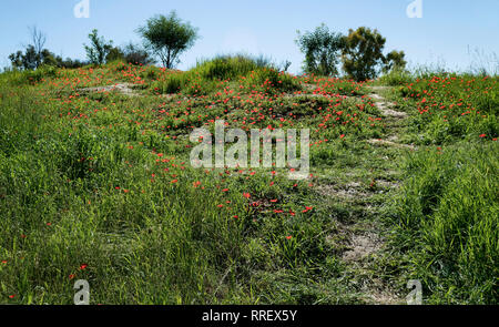 a hillside in the ruhama forest in israel covered with red crown anemones and spring grasses with trees in the background Stock Photo